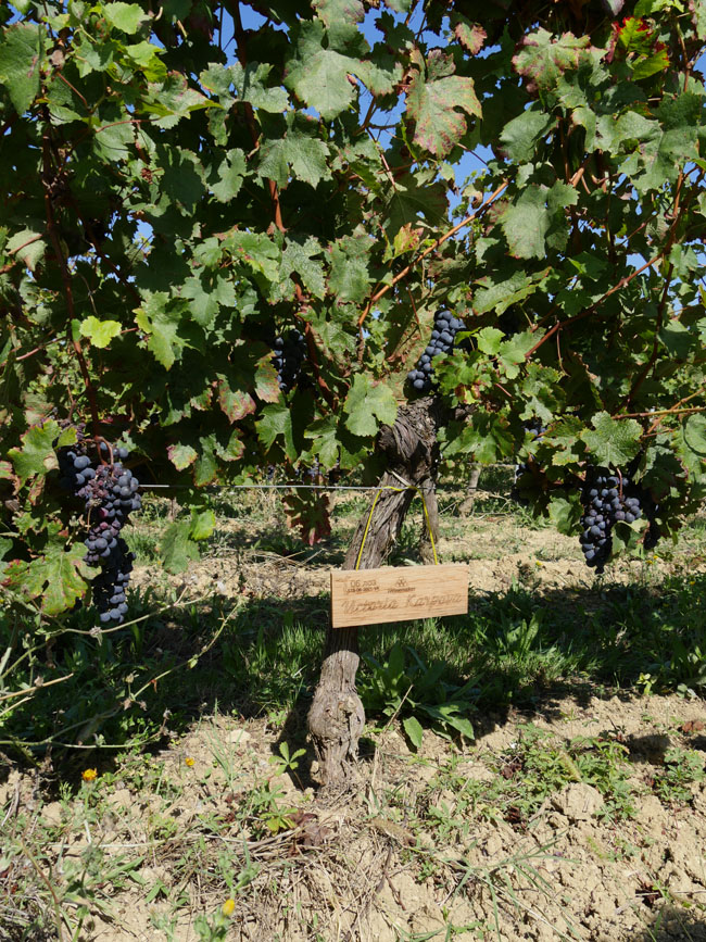 Виноградник на урожай